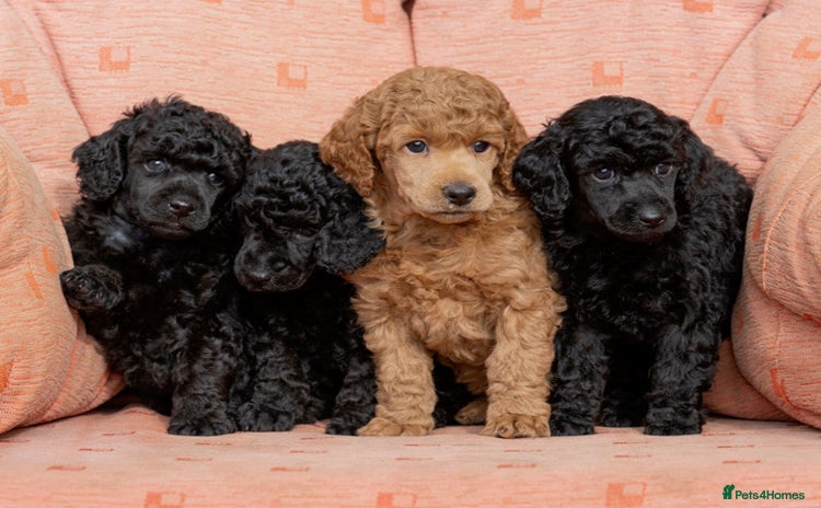 Miniature Poodle dogs - Advert 1