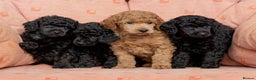 Miniature Poodle dogs for sale: Top Quality, DNA clear, READY NOW! fully vacced - Advert 12