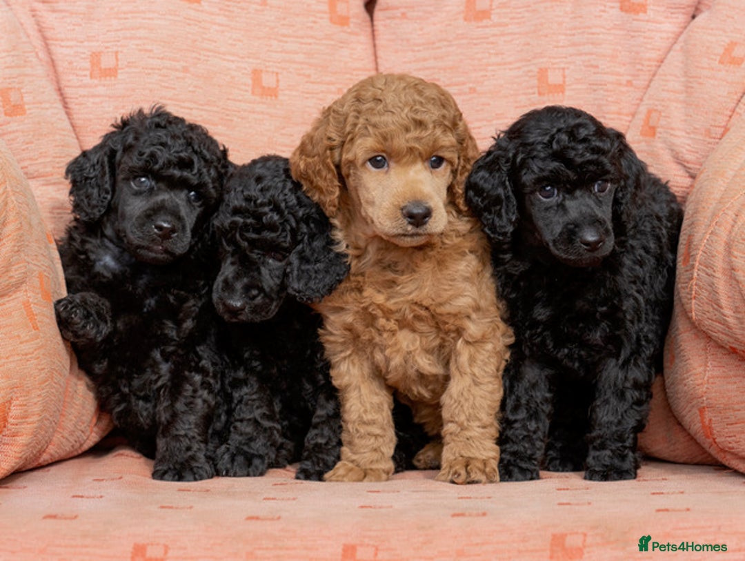 Miniature Poodle dogs for sale: Exquisite, DNA clear, puppies,  Slaves wanted! - Image 1