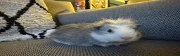 Guinea Pig rodents for sale: Gorgeous little boy piggie - Advert 2