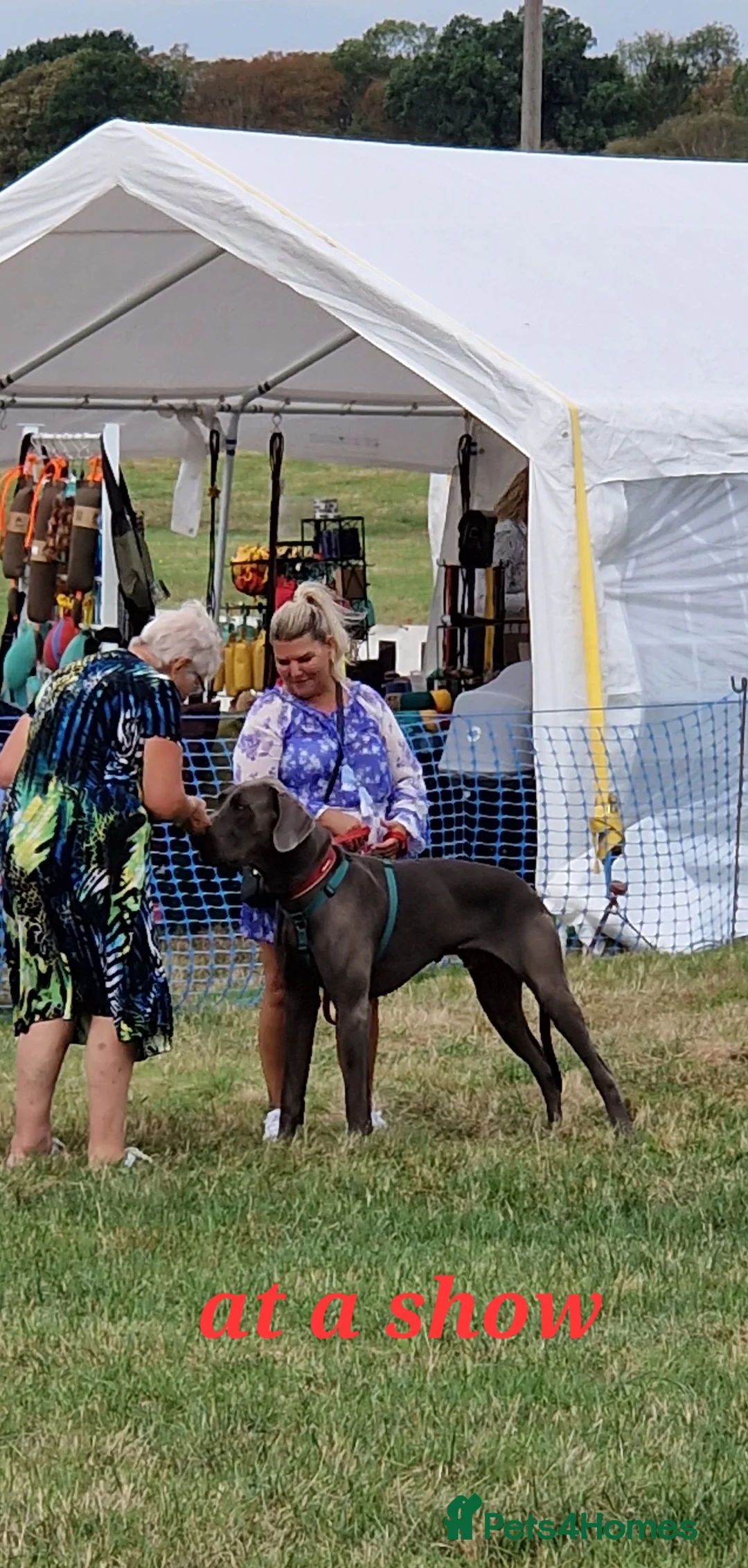 Great Dane dogs for stud: fully health tested proven outstanding solid blue in Thetford - Advert 16