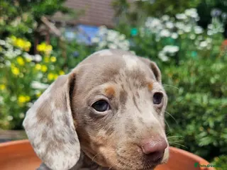 Miniature Dachshund dogs Miniature dachshund - Advert 1