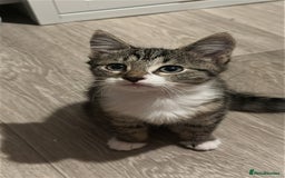 Mixed Breed cats for sale: 4 kittens for sale - Image 5