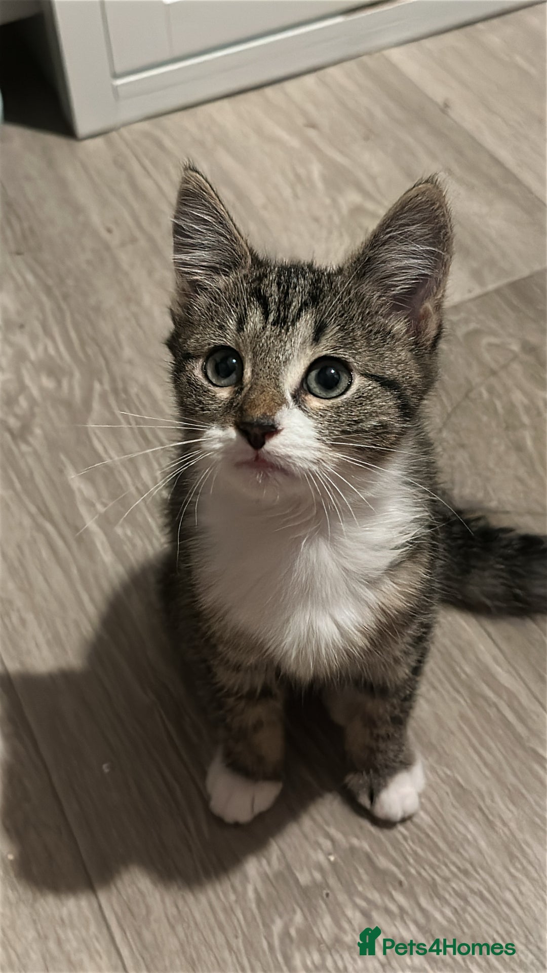 Mixed Breed cats for sale: 4 kittens for sale - Image 5