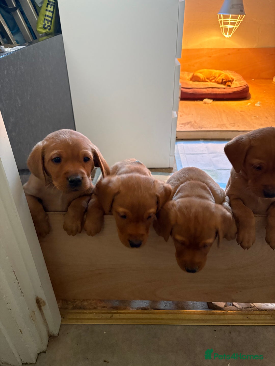 Labrador Retriever dogs for sale: Fox red Labrador retriever puppies – males only - Advert 4
