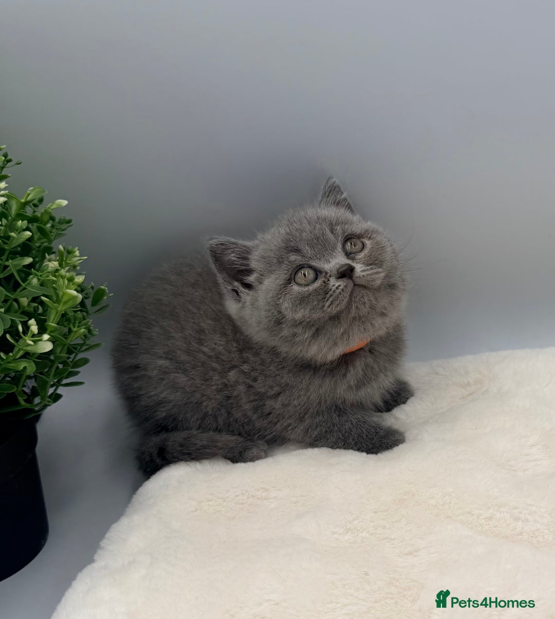 British Shorthair cats for sale: PEDIGREE REGISTERED CHUNKY BRITISH SHORTHAIRS  - Image 30