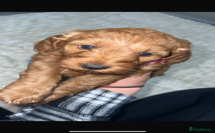 Cockapoo dogs - Advert 2