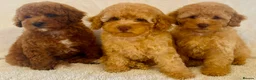 Toy Poodle dogs for sale: Toy poodle puppies  in Wakefield - Advert 9