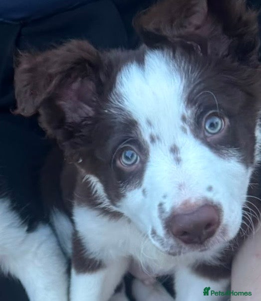 Border Collie dogs READY NOW! Male Red & White Border Collie  - Advert 2