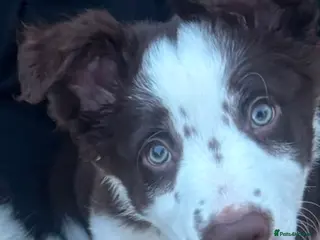 Border Collie dogs READY NOW! Male Red & White Border Collie - Advert 2