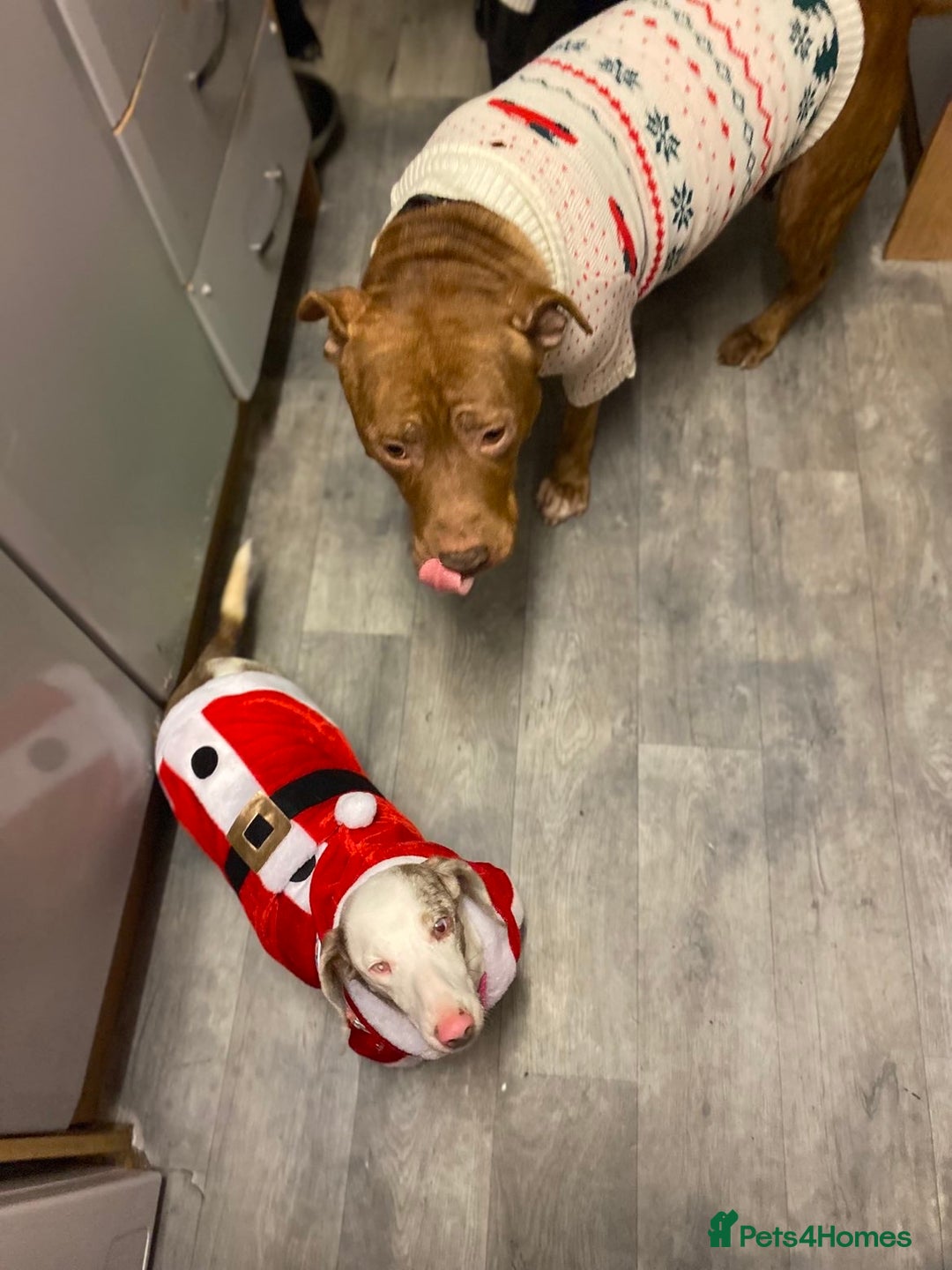 Staffordshire Bull Terrier dogs for sale: Staffy bull terrier  - Advert 5