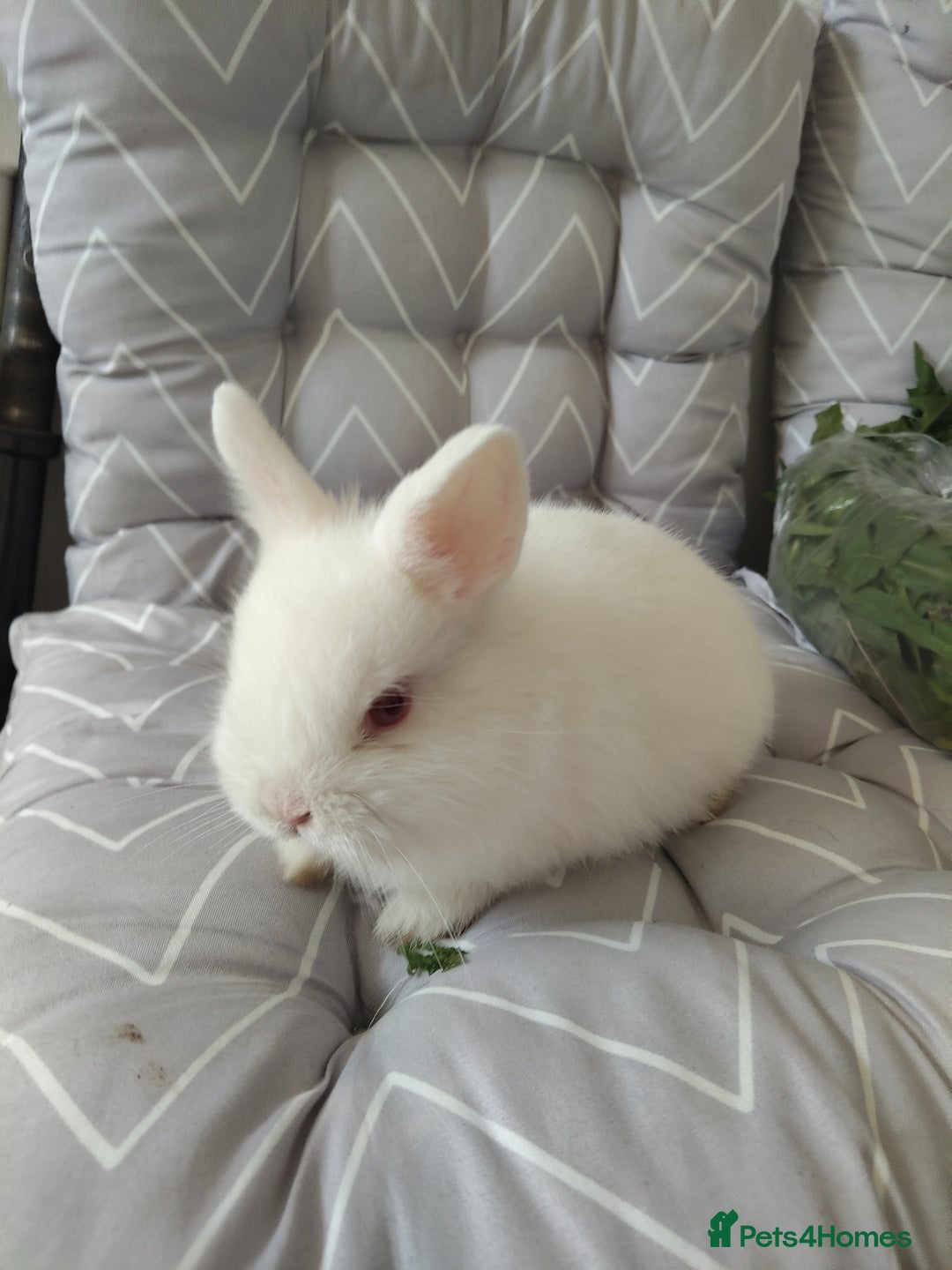Netherland Dwarf rabbits for sale: Netherlands dwarf rabbits - Advert 6