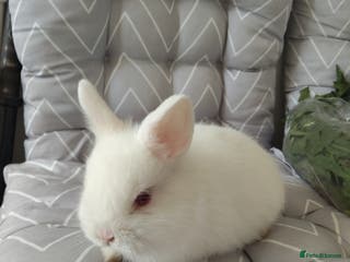 Netherland Dwarf rabbits Netherlands dwarf rabbit - Advert 12