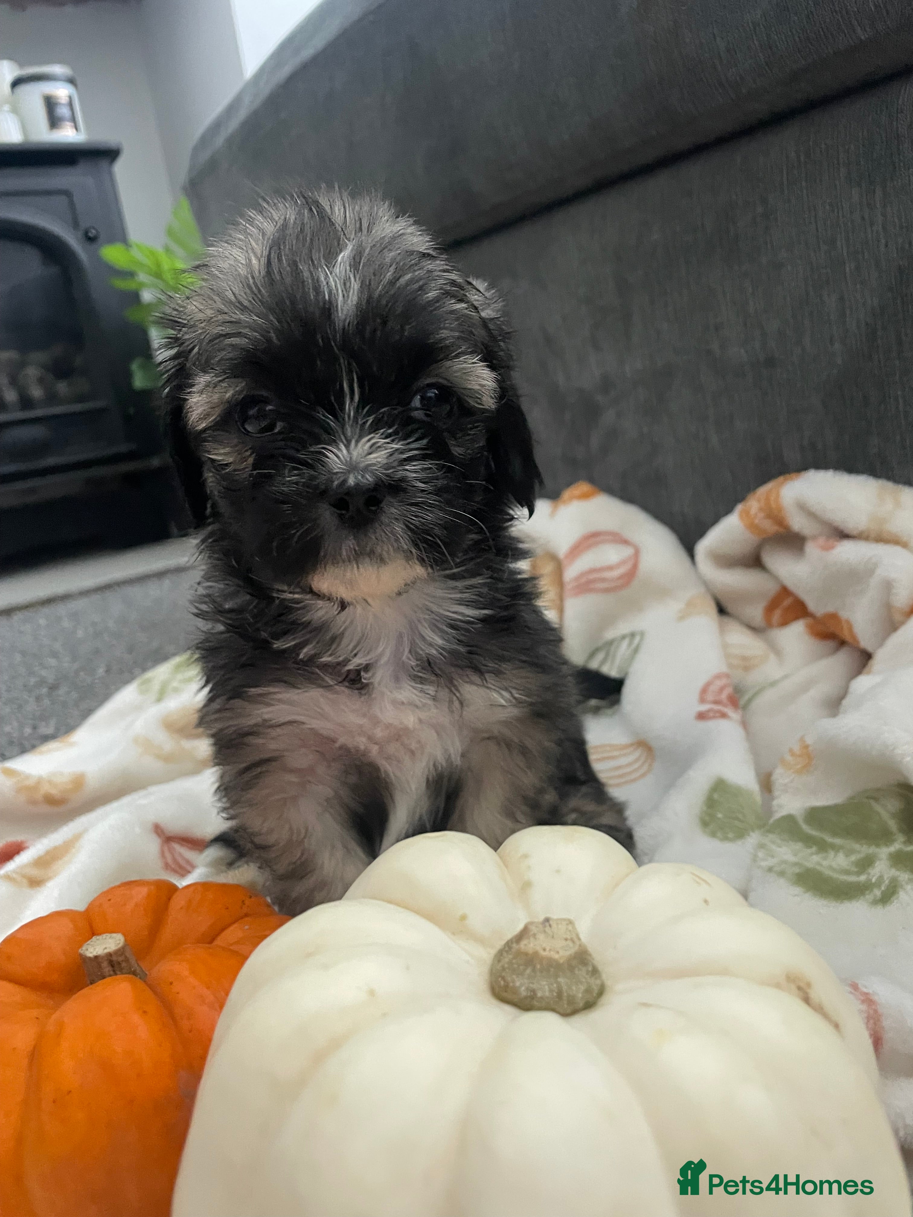Mixed Breed dogs Maltese cross La Chon puppies  - Advert 3