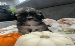 Mixed Breed dogs for sale: Maltese cross La Chon puppies  - Image 26