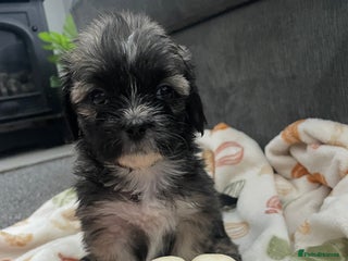 Mixed Breed dogs Maltese cross La Chon puppies - Advert 1