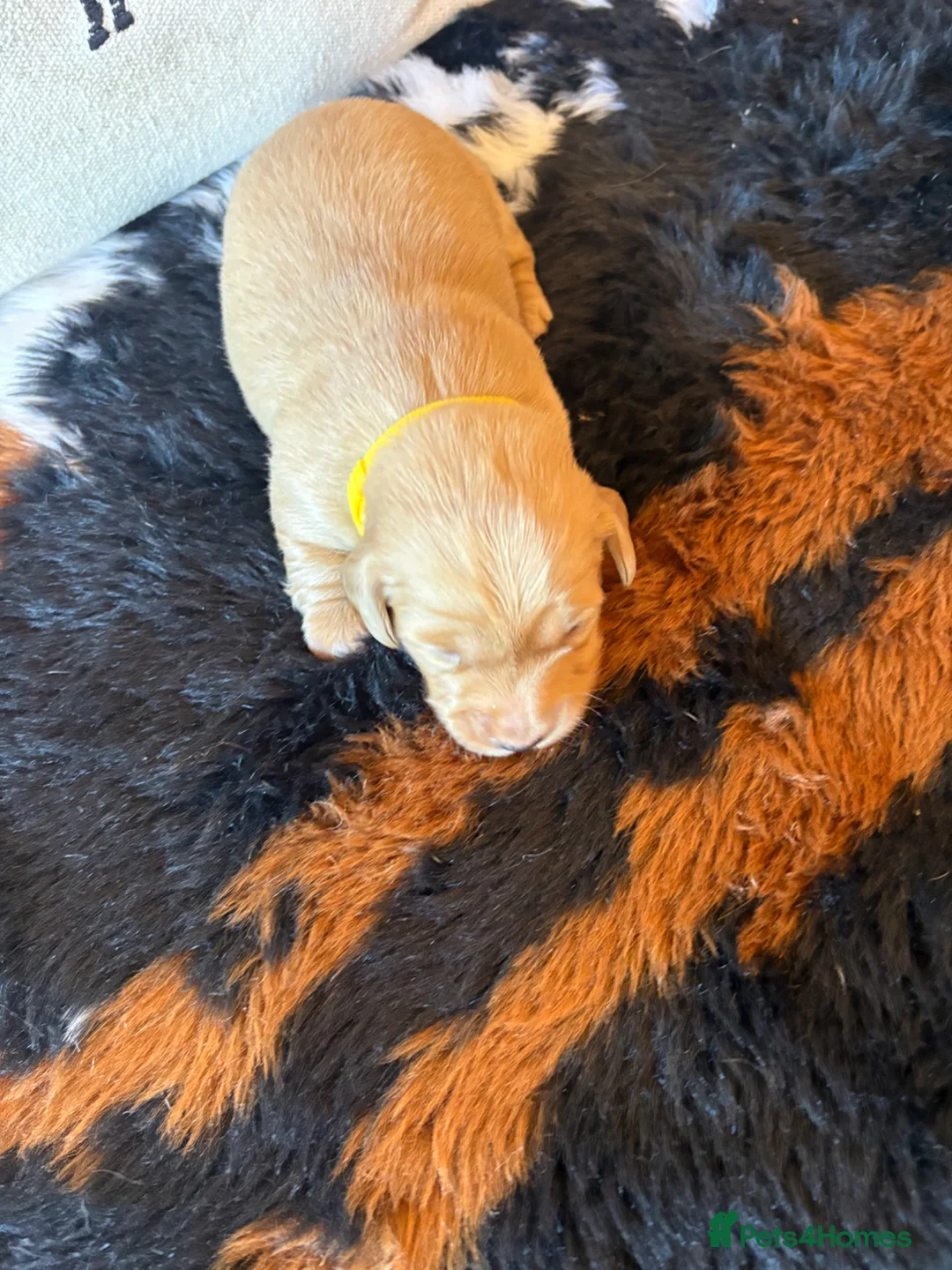 Miniature Dachshund dogs for sale: Pure cream mini smooth dachshund pups - Advert 17