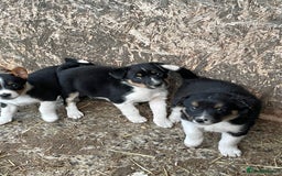 Mixed Breed dogs for sale: Border Jack Puppies (Border Collie X Jack Russel) - Image 5
