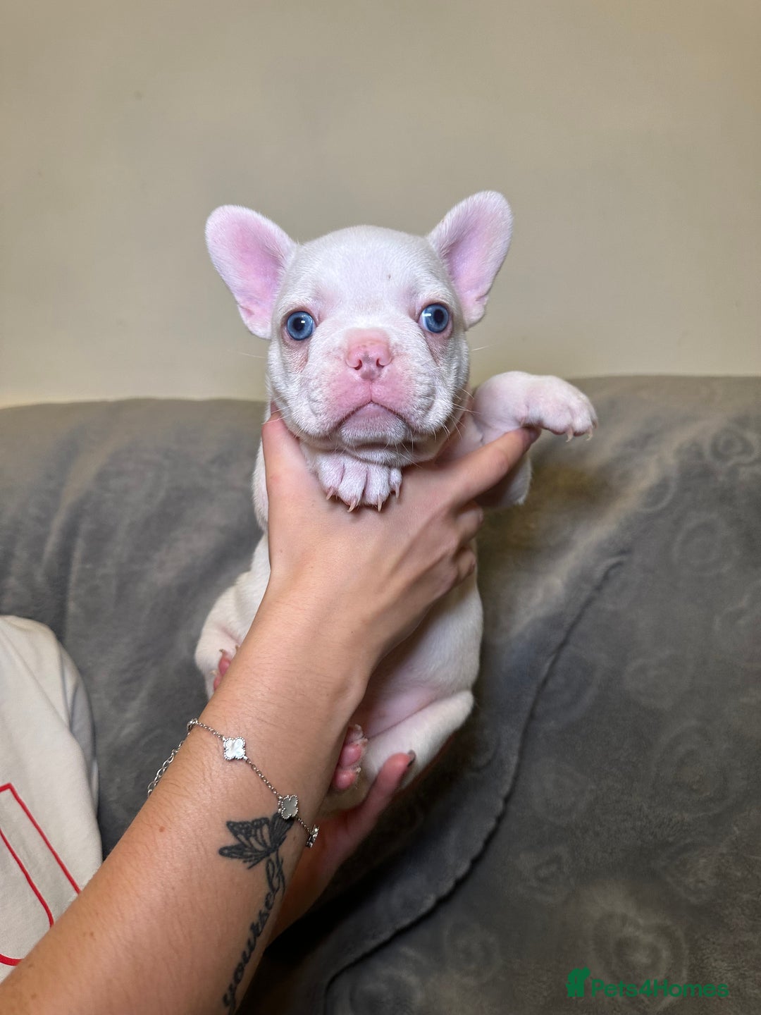 French Bulldog dogs for sale: French bulldog pups  - Image 1