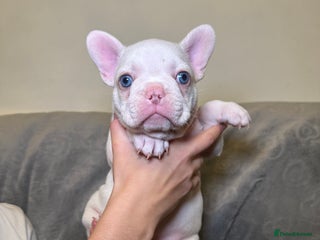 French Bulldog dogs - Advert 14