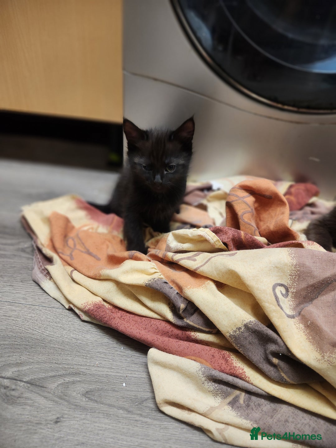 Mixed Breed cats for sale: 4 adorable kittens Grey x1 and Black x3 - Advert 4