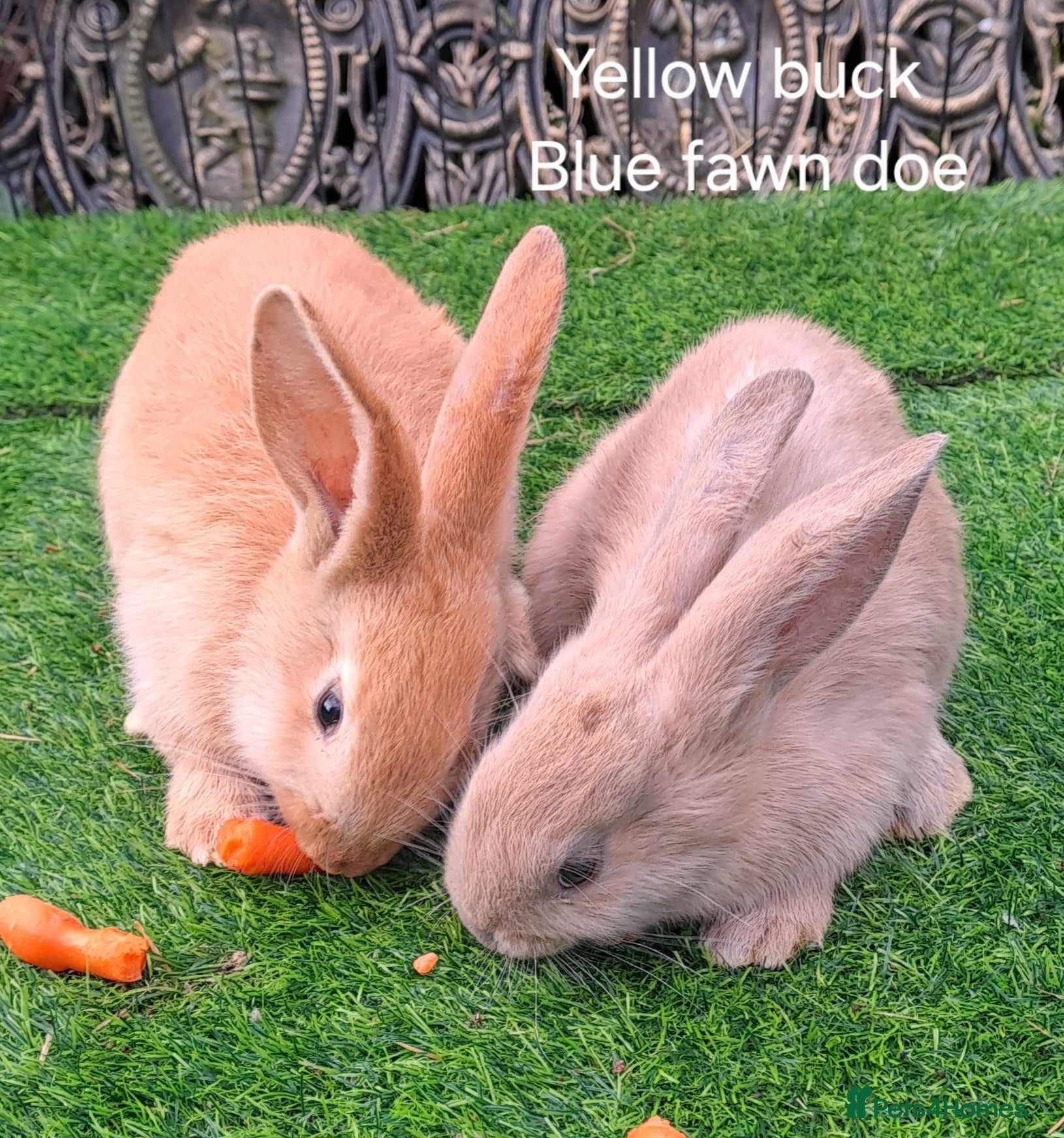 Continental Giant rabbits Pure Continental Giants - Vaccinated - RESERVE  😍 - Advert 2