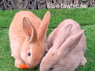 Continental Giant rabbits Pure Continental Giants - Vaccinated - RESERVE 😍 - Advert 2