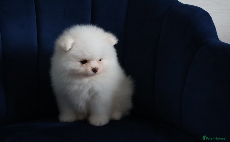Pomeranian dogs - Advert 4