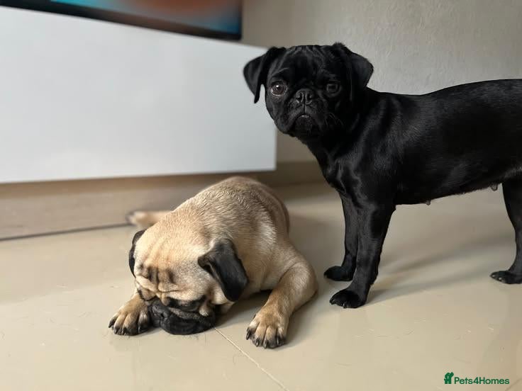 Pug dogs Fawn and black pug ready now - Advert 6