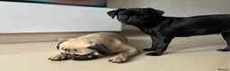 Pug dogs for sale: Fawn and black pug ready now in Liverpool - Advert 3