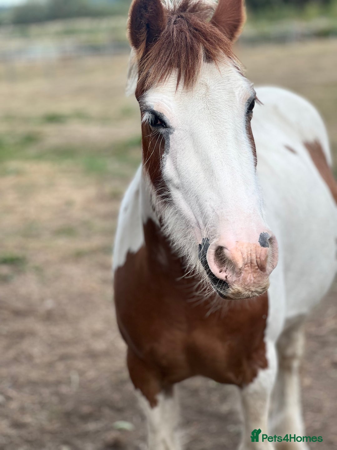 Irish Cob horses for sale: Cherry 🍒 132 skewbald mare (companion) - Image 3