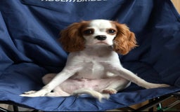 Cavalier King Charles Spaniel dogs for sale: 8 month male Cavalier purebred. - Image 2