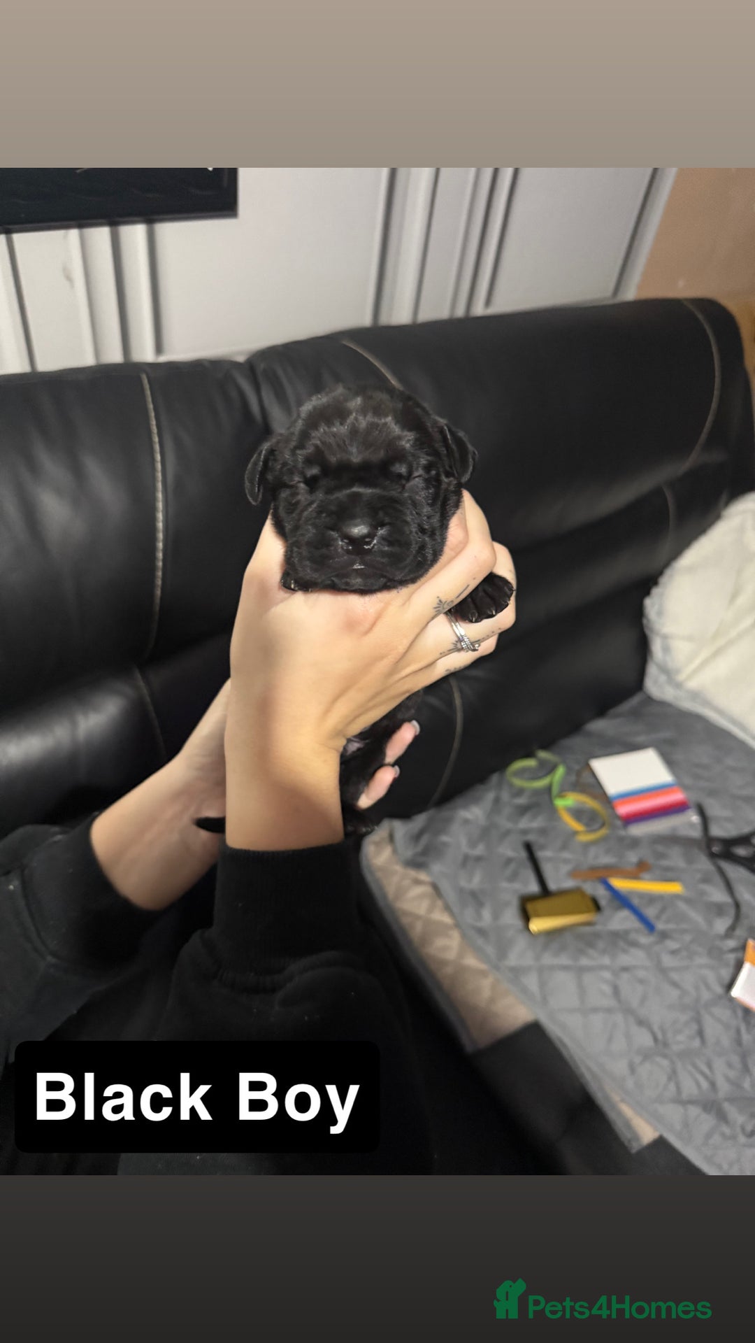 Cane Corso dogs for sale: 12 beautiful cane corso puppies 🐾 - Advert 3