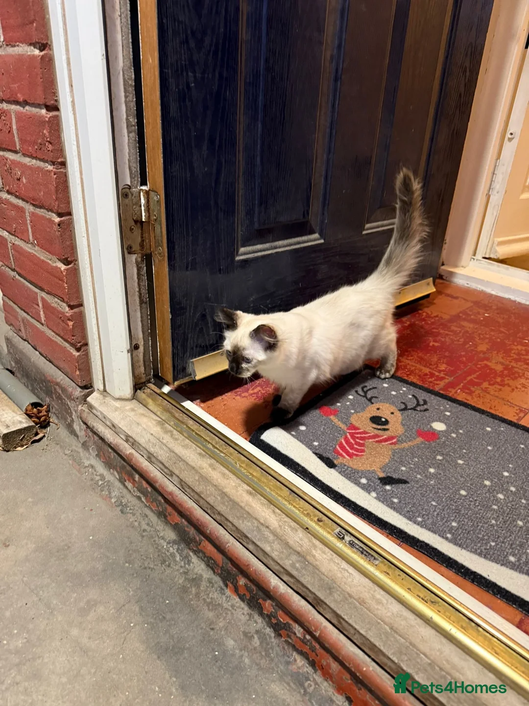 Ragdoll cats for sale: Female Ragdoll Kitten 7months  - Advert 5