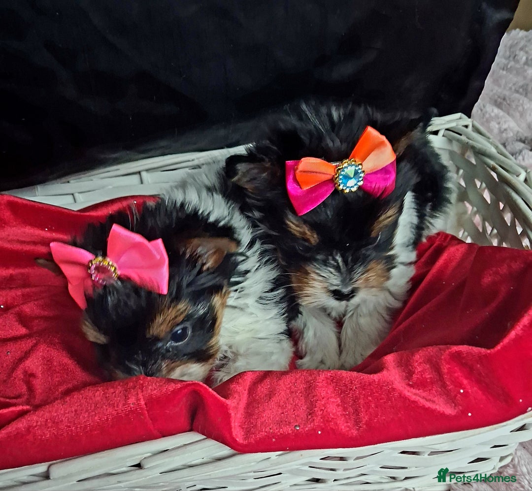 Biewer Terrier dogs for sale: Beautiful 2 mini girls - Advert 6