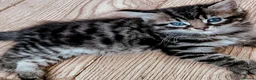 Mixed Breed cats for sale: Maine coon/Bengal/russian white cross kittens!! - Advert 11