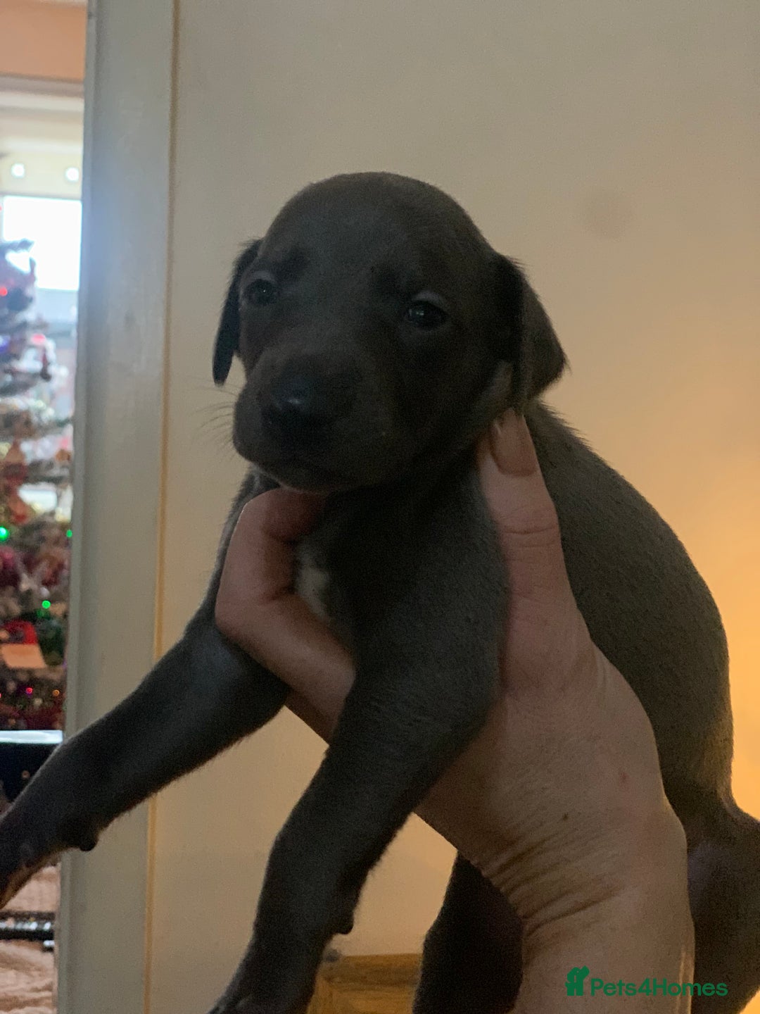 Whippet dogs for sale: Blue Kennel Club Registered Whippet puppies  - Advert 12