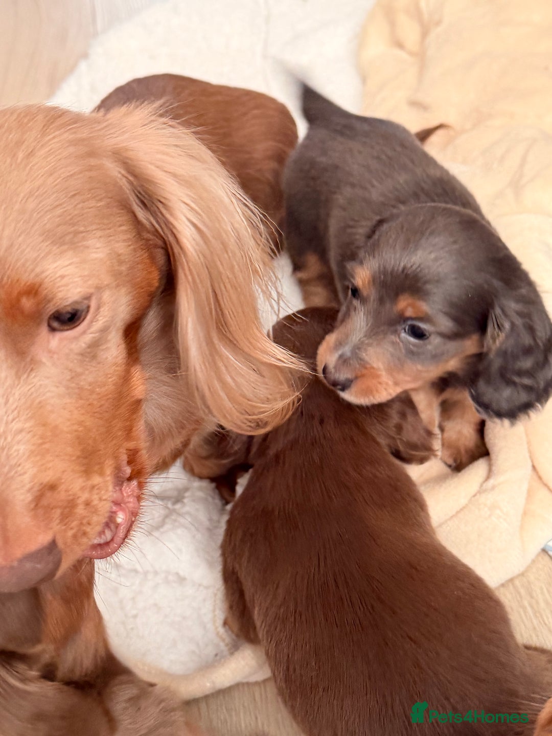 Miniature Dachshund dogs for sale: Gorgeous blue long haired dachshund 💙💗 - Advert 5