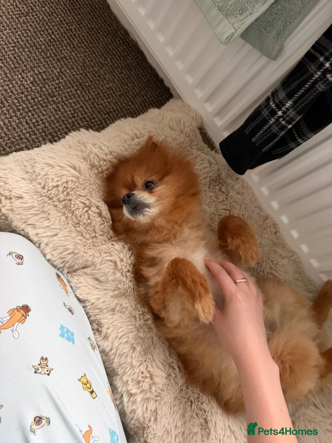 Pomeranian dogs for sale: 8 year old Pomeranian boy  in Doncaster - Advert 8