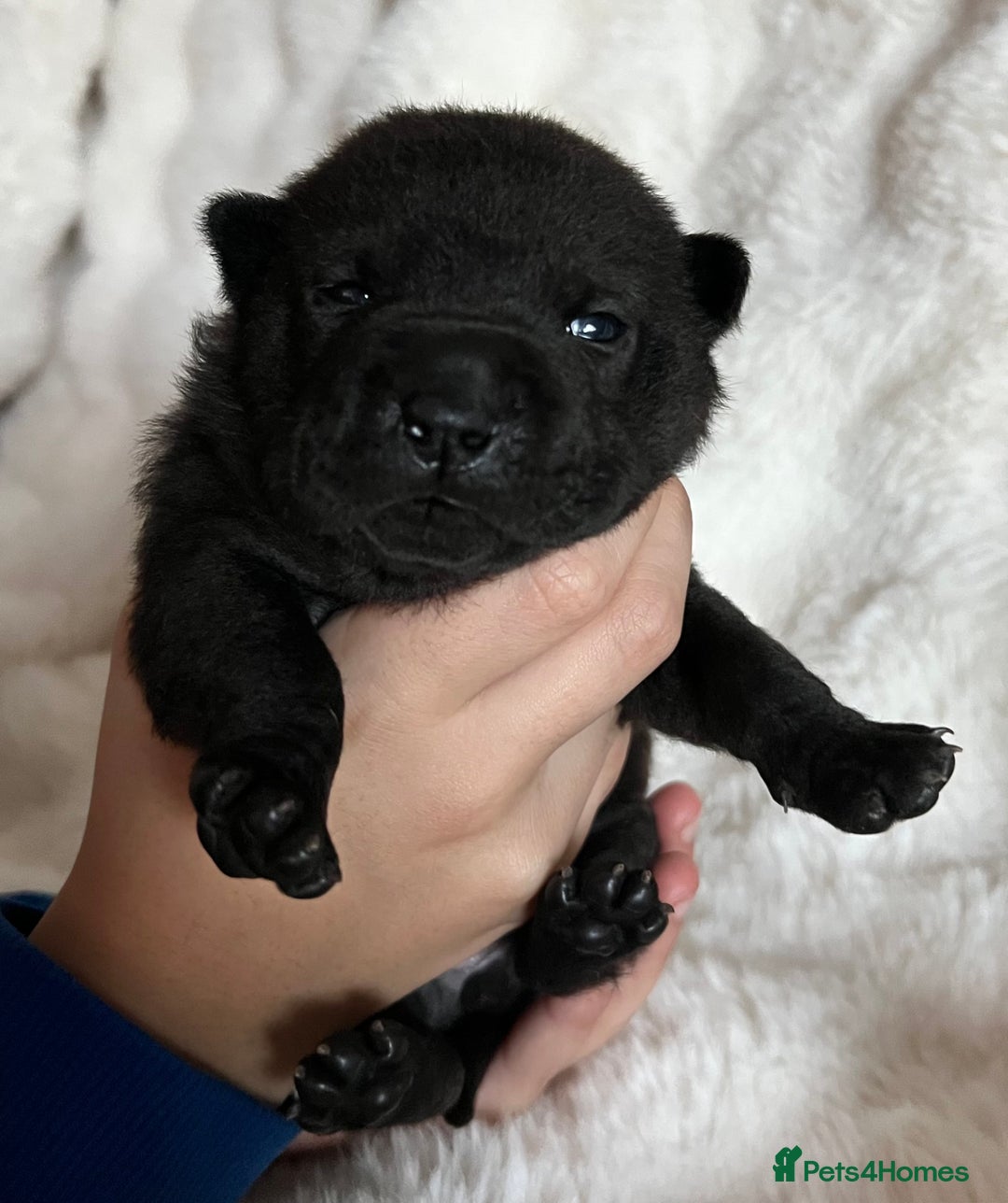 Mixed Breed dogs for sale: ChowPei Pups  - Advert 28