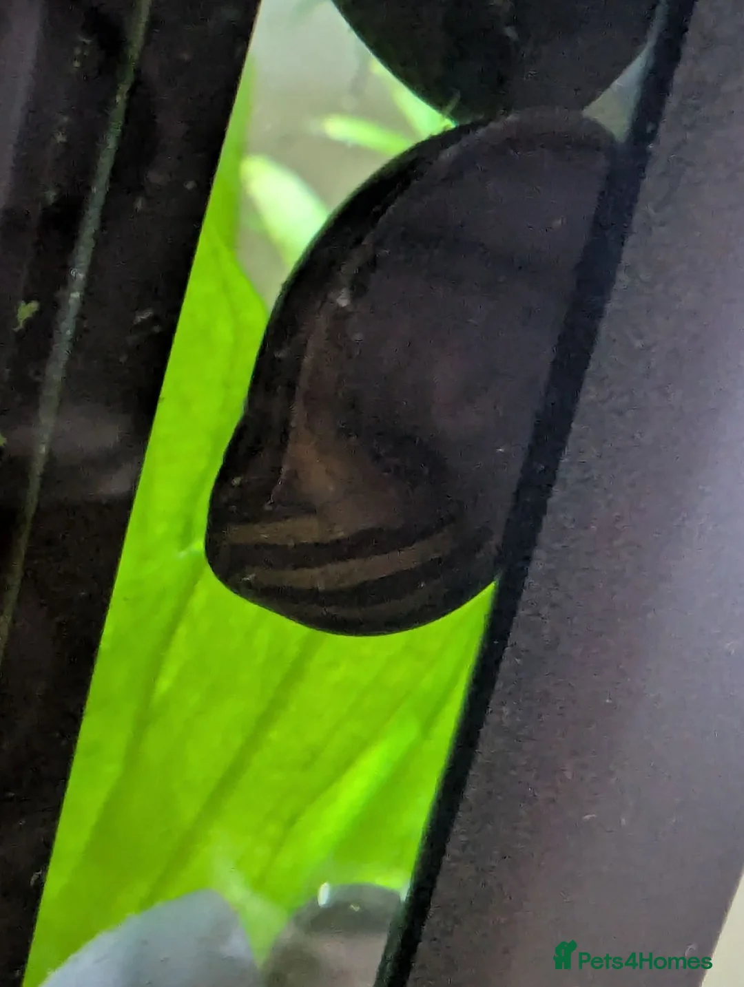 Pufferfish fish for sale: Dwarf puffer fish in Doncaster - Advert 2