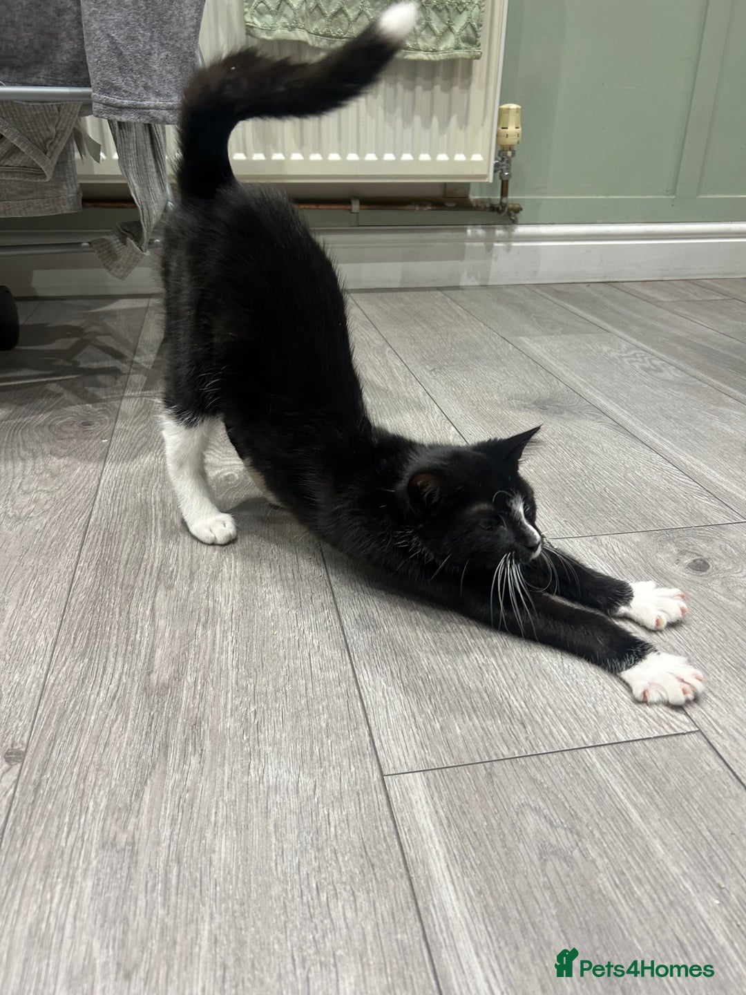 Mixed Breed cats for sale: Fluffy Tux Male Called Bluey  - Advert 2