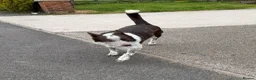 Border Collie dogs for sale: Border Collie Female Dog  - Advert 1