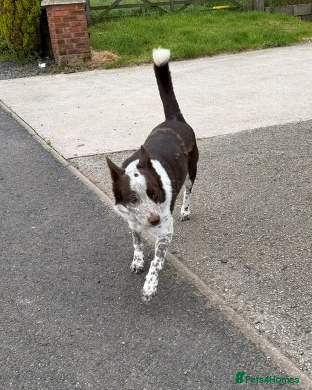 Border Collie dogs for sale: Border Collie Female Dog  - Advert 1