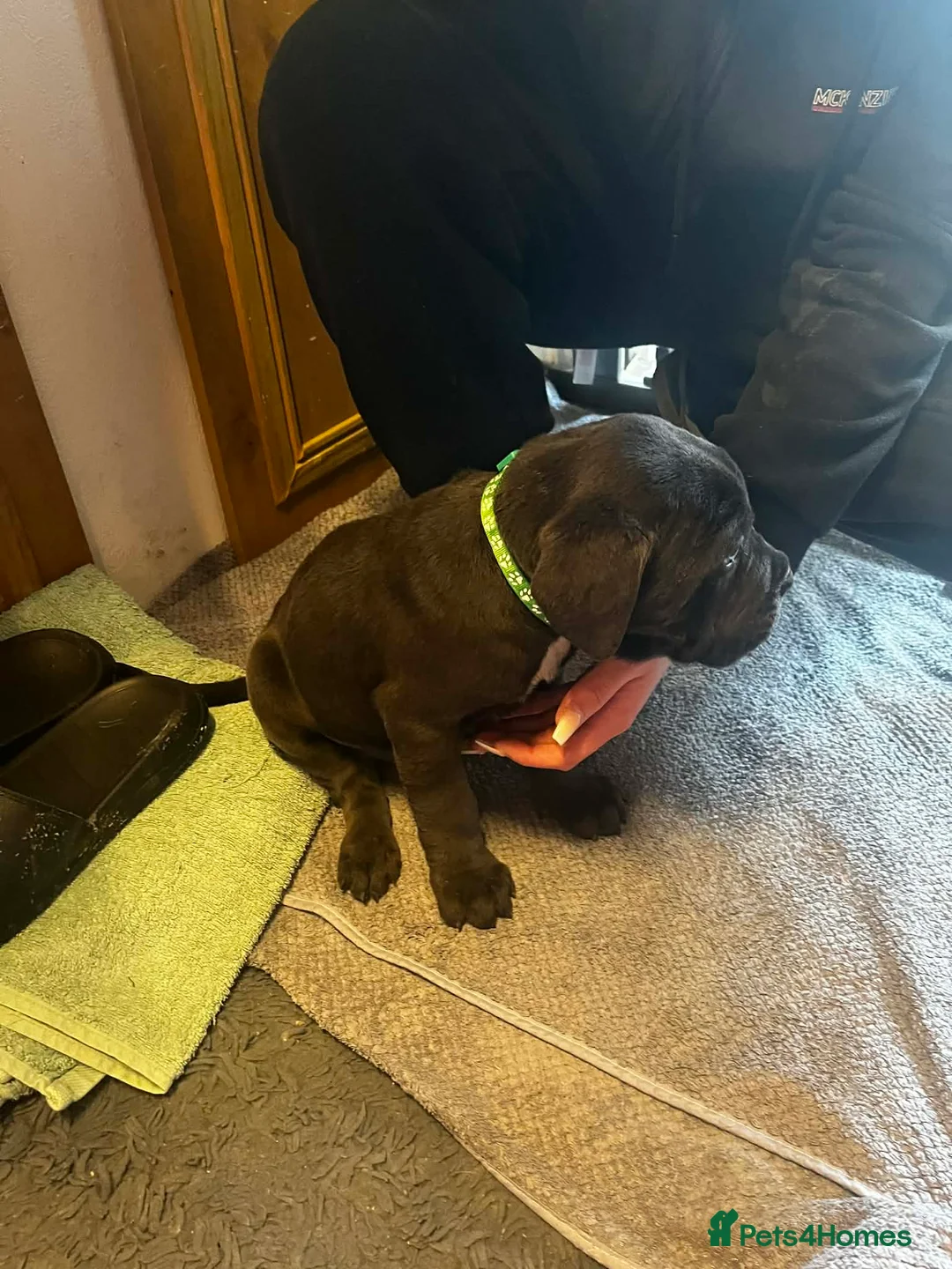 Cane Corso dogs for sale: Cane corso  - Advert 11