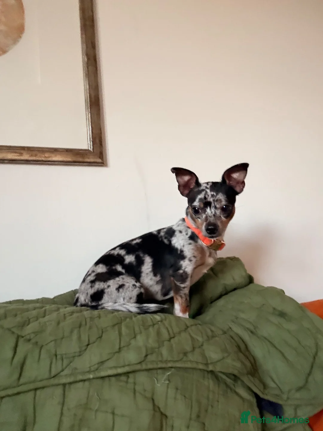 Mixed Breed dogs for stud: Merle JackChi Stud - Advert 2