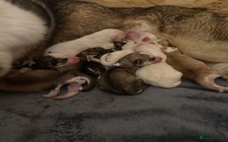 Siberian Husky dogs for sale: 11 stunning Siberian husky puppies for sale  - Image 3