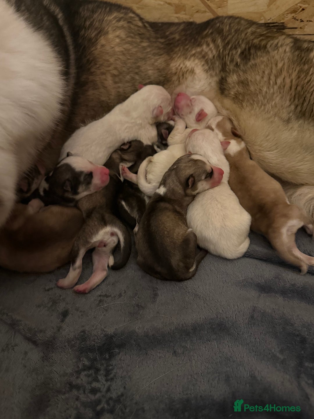 Siberian Husky dogs for sale: 11 stunning Siberian husky puppies for sale  - Image 3