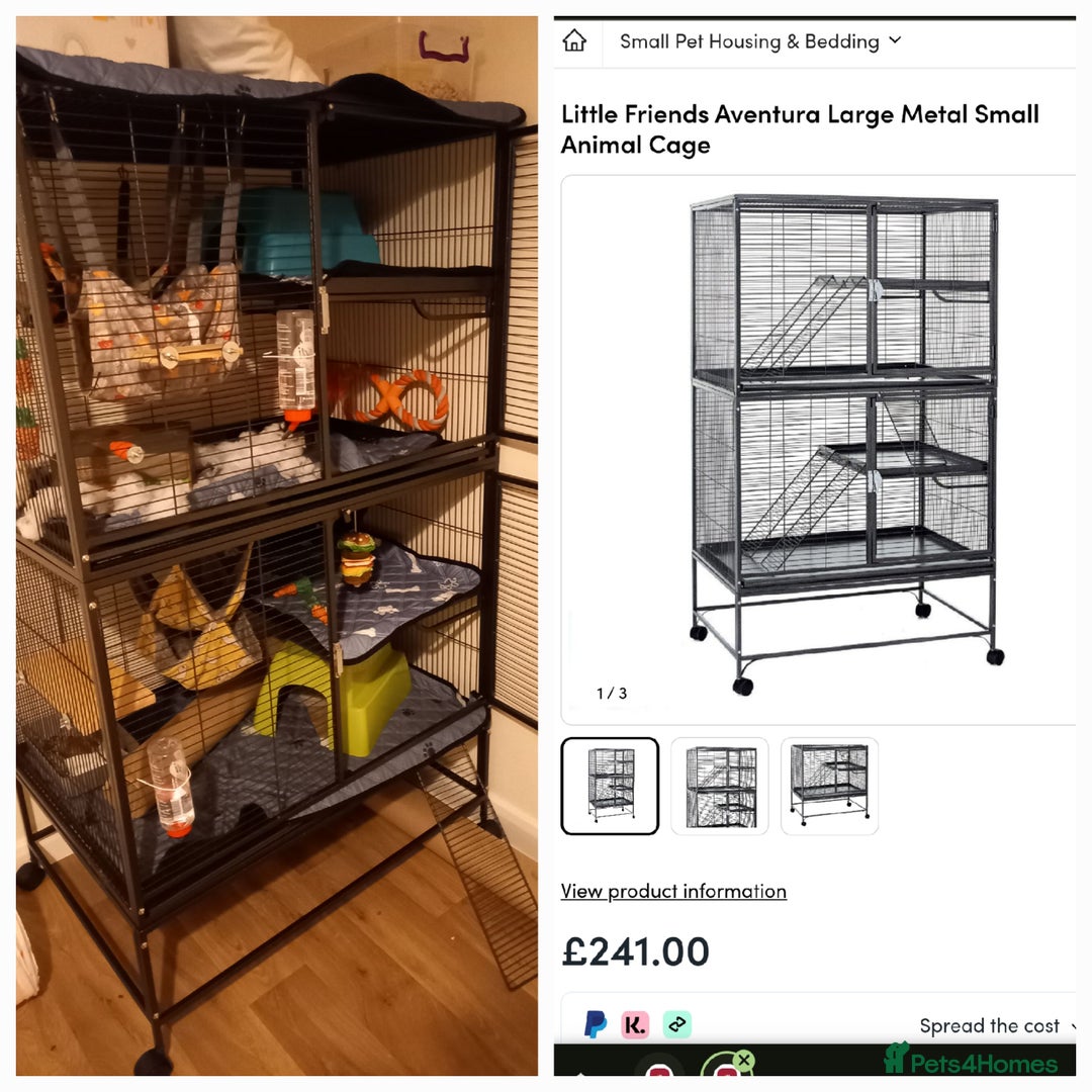 Rat rodents for sale: 2 male rats plus large cage and accessories - Image 5