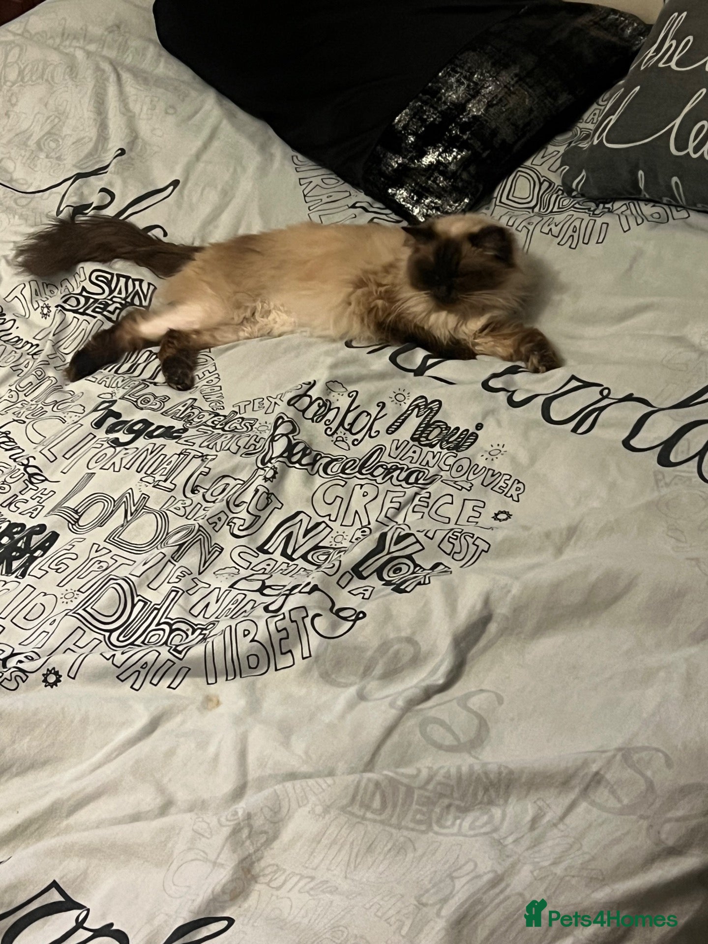 Ragdoll cats for sale: 2 year old female ragdoll - Advert 3